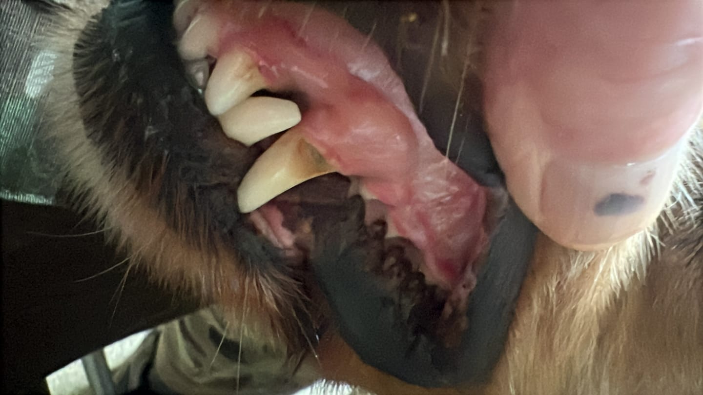 Customer photo review of Pet Probiotic Dental Care - 100ml Spray
