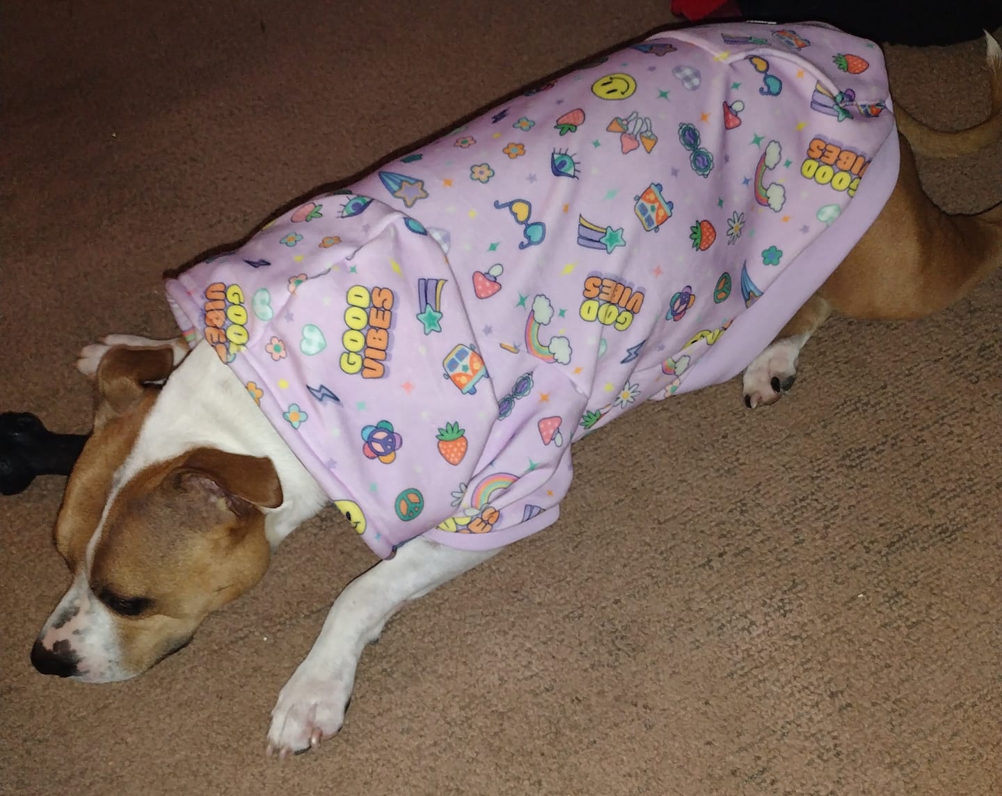 Customer photo review of Good Vibes Dog Hoodie - Purple