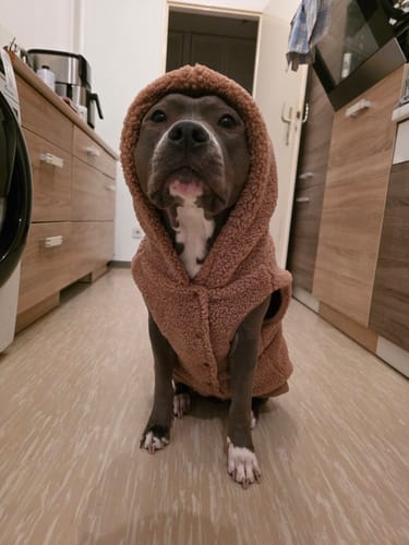 Linda M. review of Teddy Sherpa Dog Sweaters image 1 out of 1