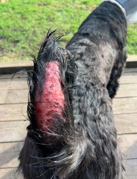 Customer photo review of Pet Probiotic Dermo Care - 100ml Spray