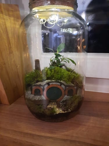 Ein Kunde zeigt seinen zusammengebauten Halbling-Höhle Flaschengarten in einem großen, beleuchteten Glas mit Moos und einem Bonsai.