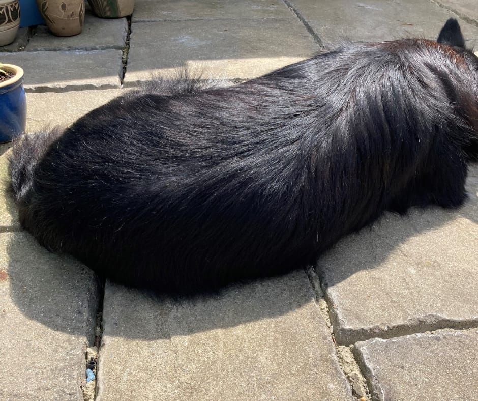 Customer photo review of Pet Probiotic Allergen-Free - 300ml Spray
