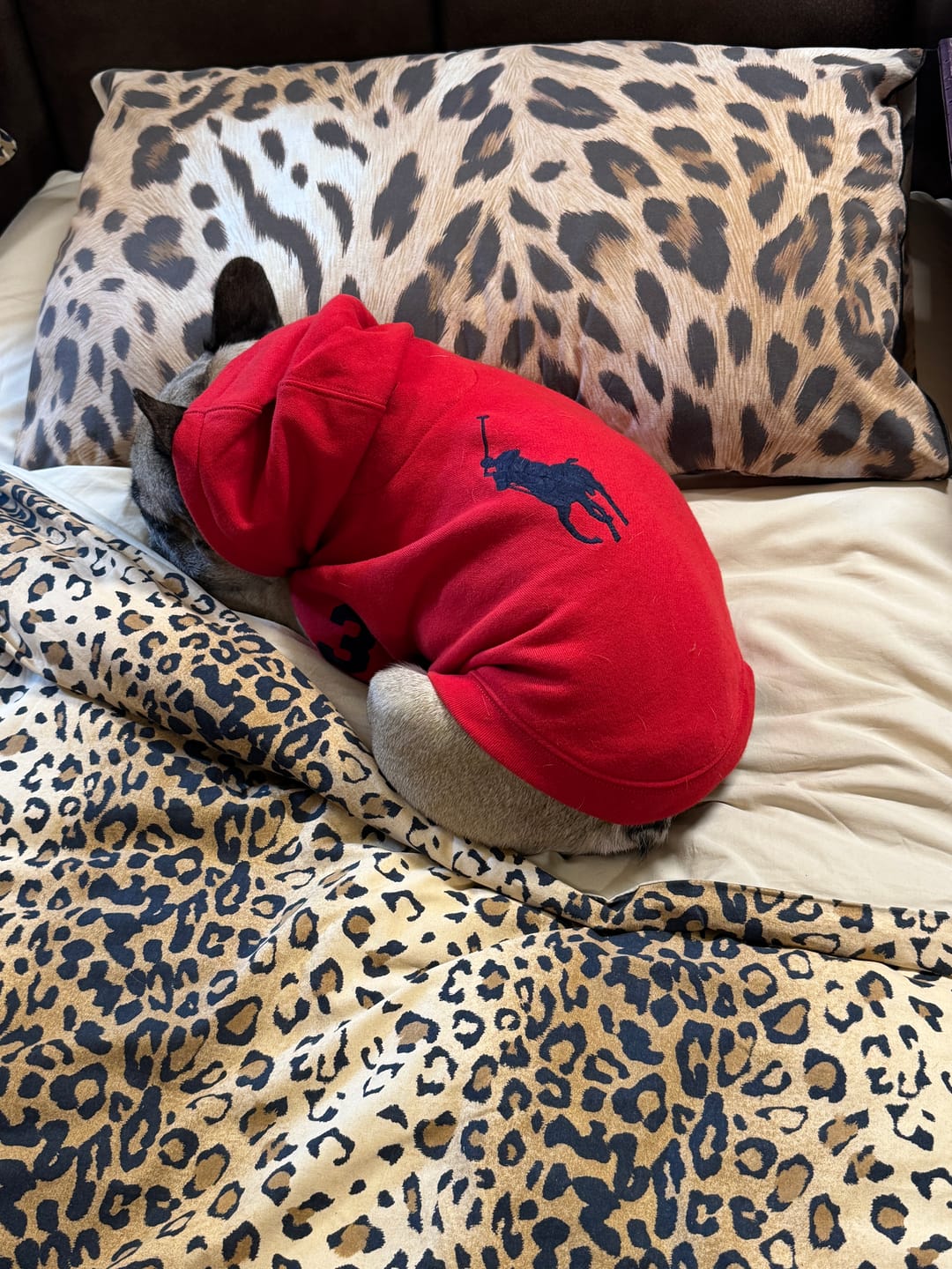 Customer photo review of Polo Ralph Lauren Big-Pony Fleece Dog Hoodie