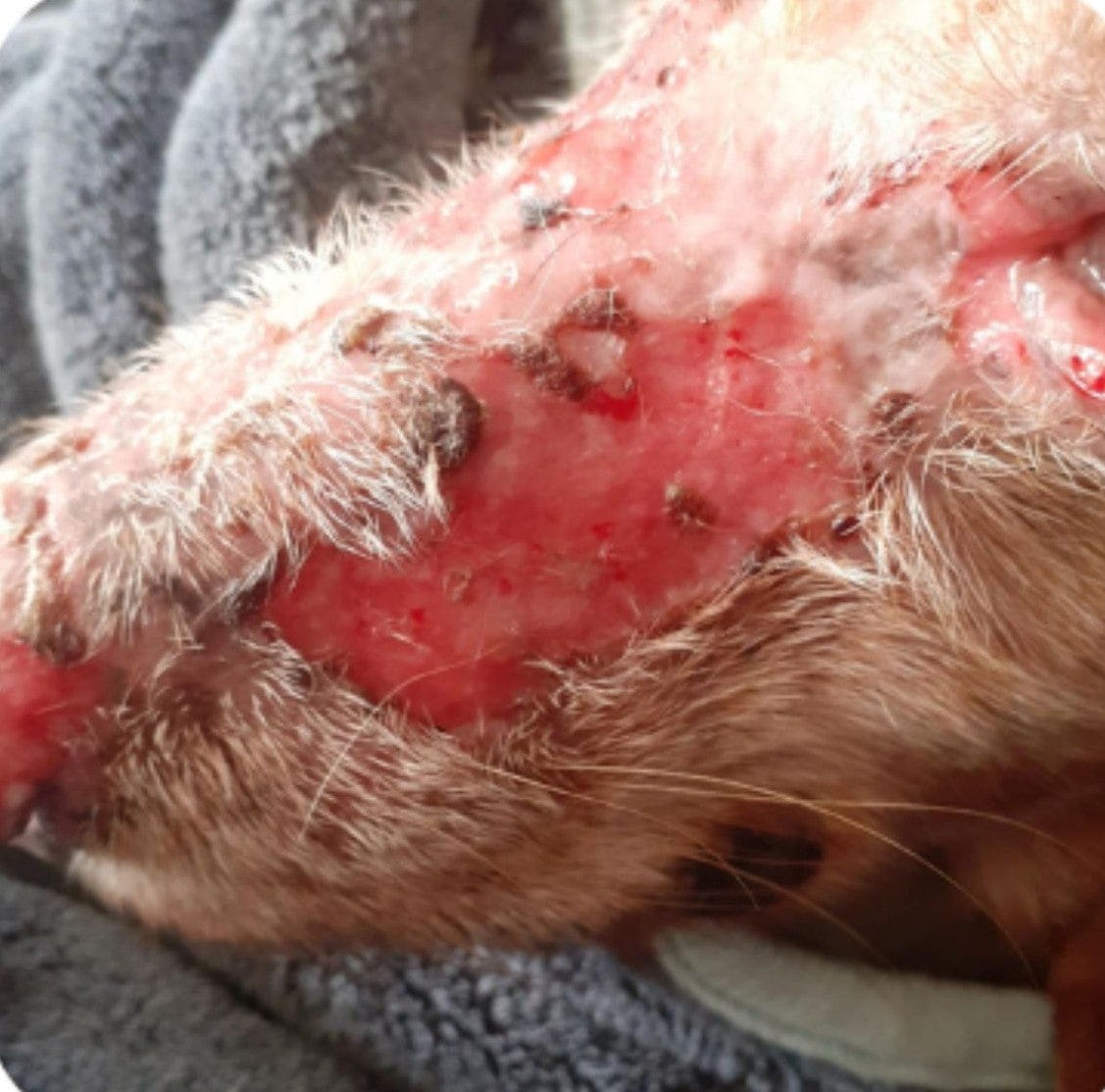 Customer photo review of Pet Probiotic Dermo Care - 100ml Spray