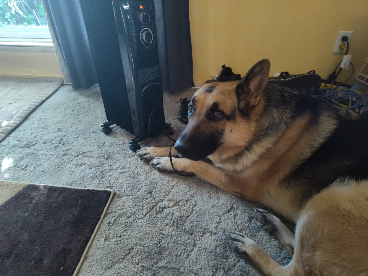 Customer photo review of BUY 2 BAGS & SAVE iHeartDogs Allergy & Itch Relief Chews for Dogs