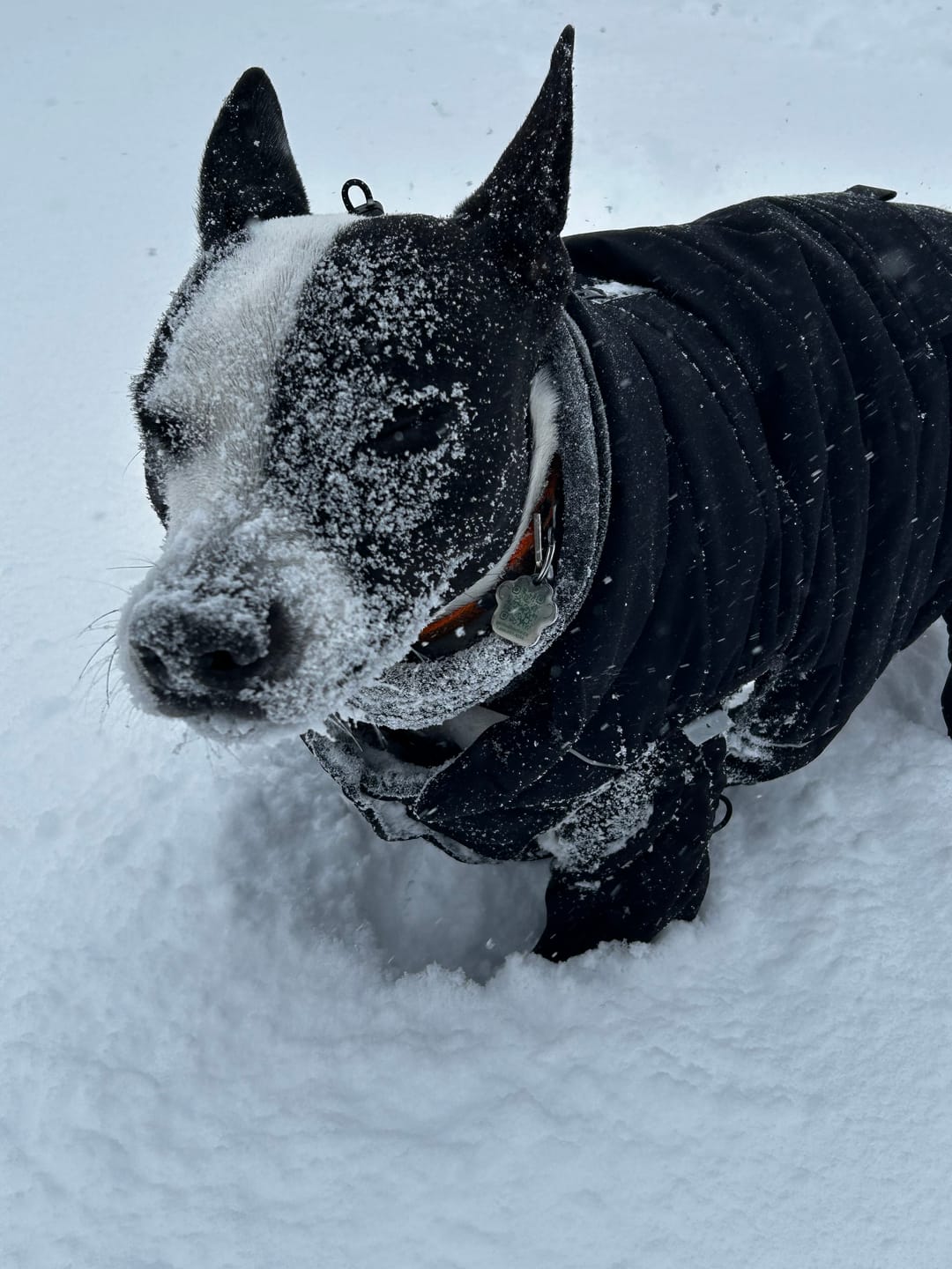 Customer photo review of WarmShield Water-Resistant Jacket - Black