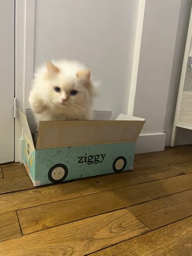 Avis du client : un chaton blanc et duveteux jouant dans l'emballage du Coffret Découverte Ziggy.