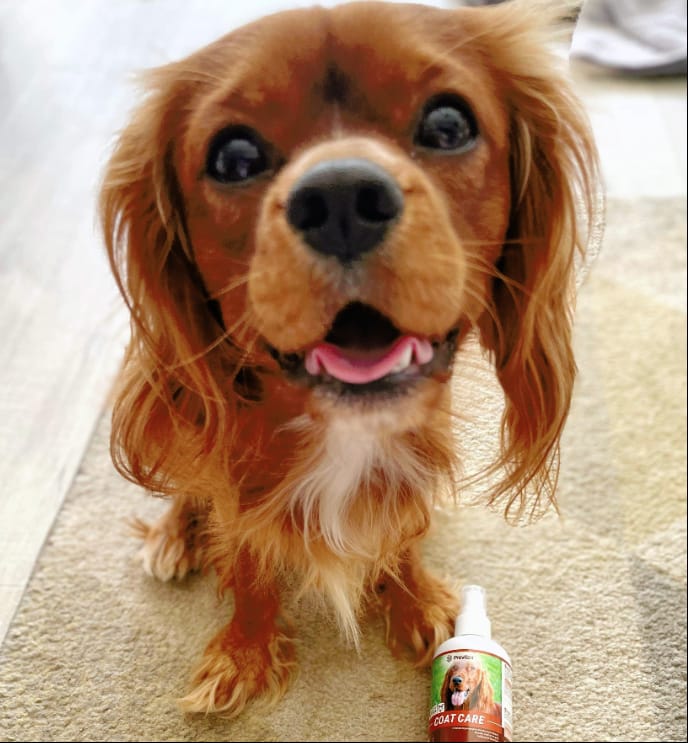 Customer photo review of Pet Probiotic Coat Care - 300ml Spray