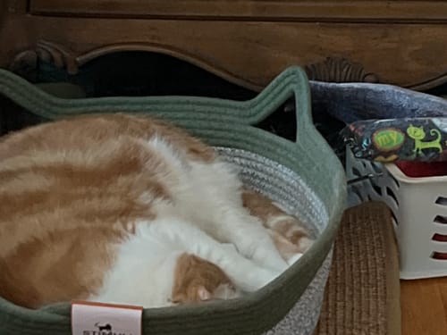 Customer photo review of Instinct Basket | Handwoven & Chemical-Free Cat Territory