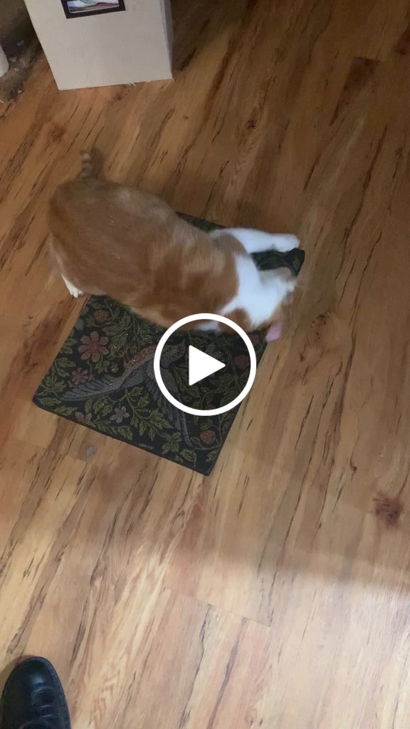 Customer video review of Strawberry Vine - Luxury Cat Scratching Board