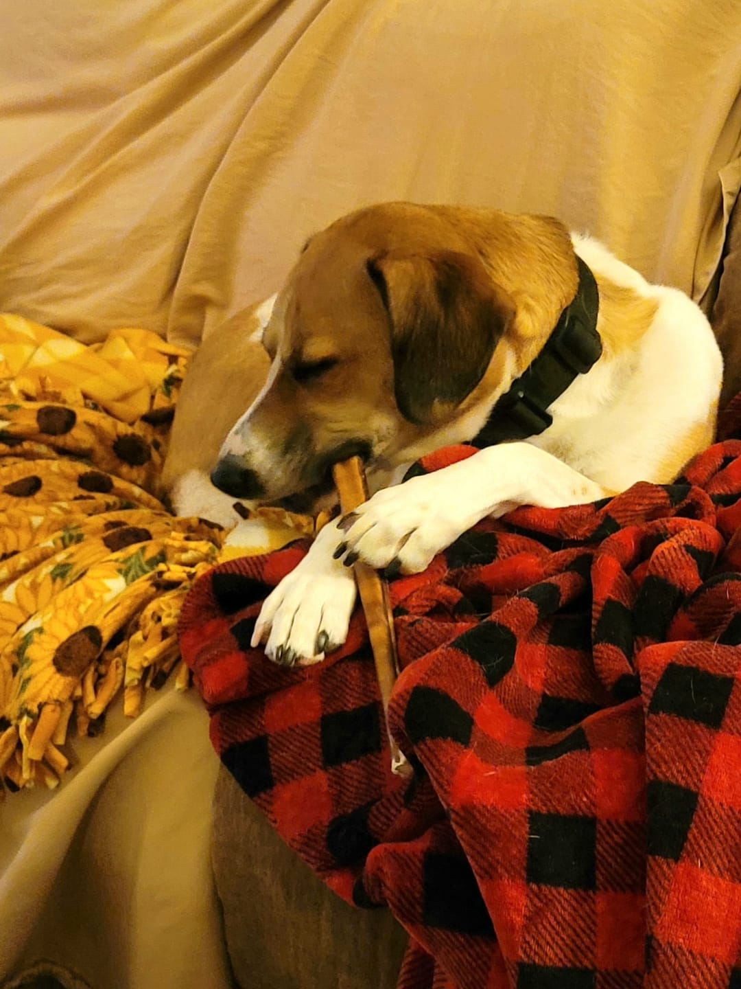 Customer photo review of 6 Inch Jumbo Bully Stick