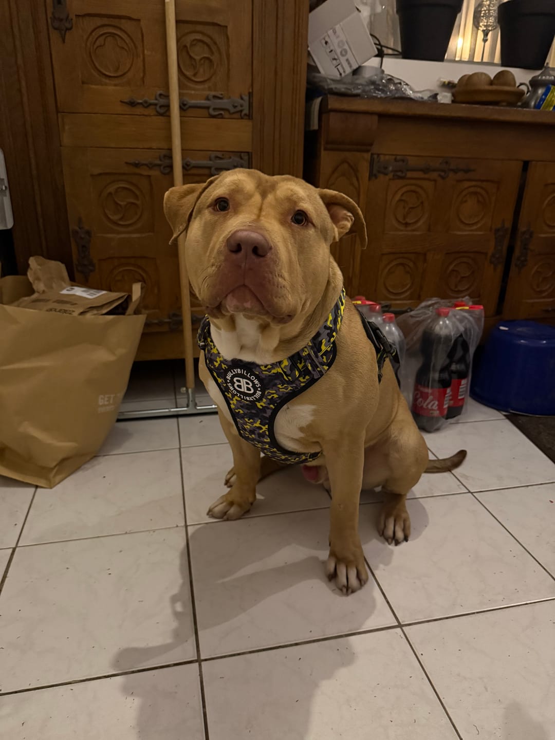 Customer photo review of Comfort Premium Harness | Non Restrictive - Lightning