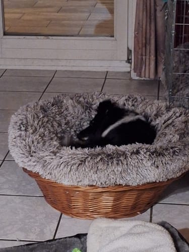 Customer photo review of Hundebett - Katzenbett rund Wuscheldonut