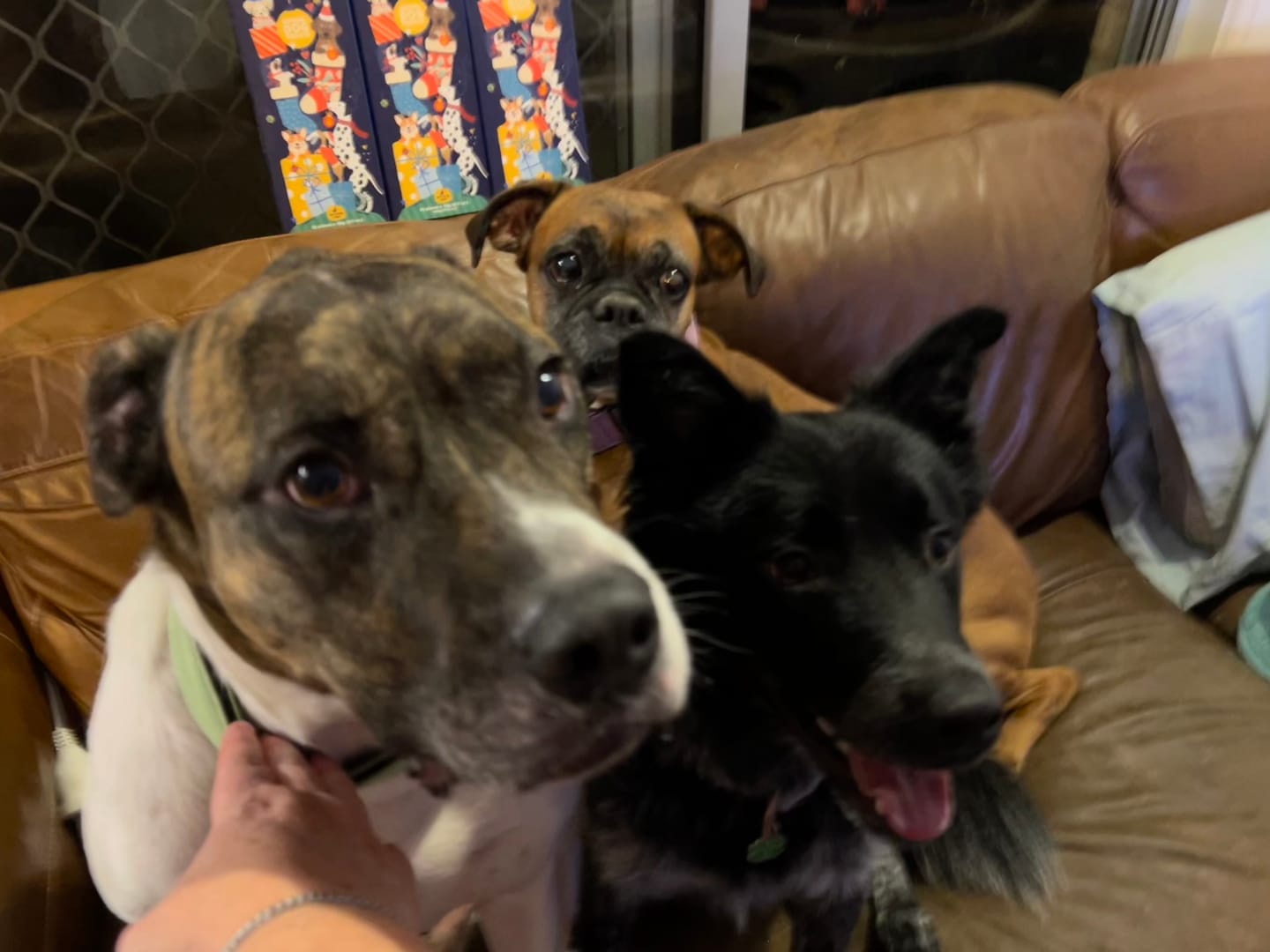 Customer photo review of Christmas Dog Advent Calendar Tower