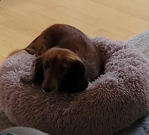 Customer photo review of Puppery Hundebett Wolke 7 - Das Original