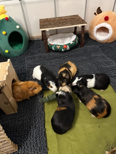 Customer photo review of 🎄 Weihnachtsbaum aus Heu XL – das festliche Highlight für deine Meerschweinchen