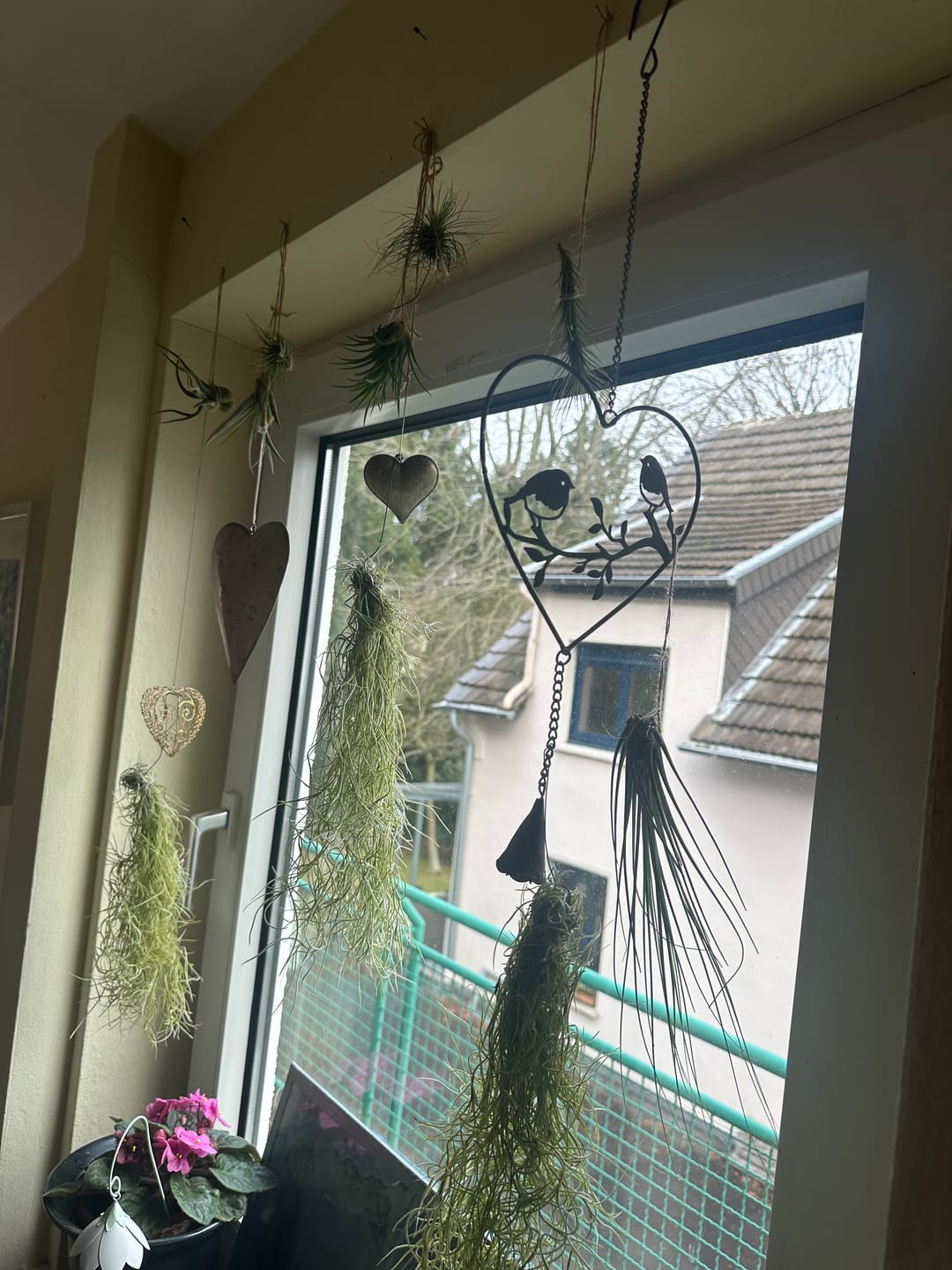 Customer photo review of 3er Set - Tillandsia usneoides - Louisianamoos -