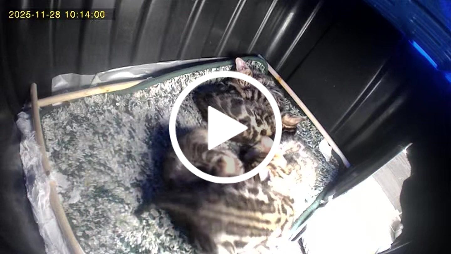 Customer video review of Cateco Odour-Eliminating Litter box - Complete Starter Kit
