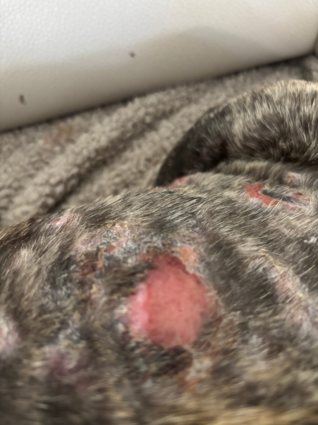 Customer photo review of Pet Probiotic Dermo Care - 100ml Spray