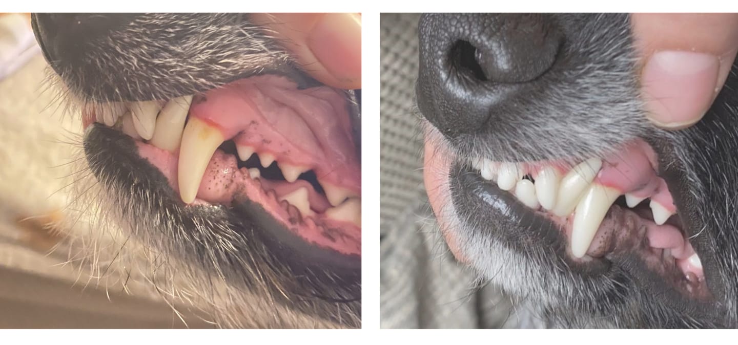 Customer photo review of Pet Probiotic Dental Care - 100ml Spray