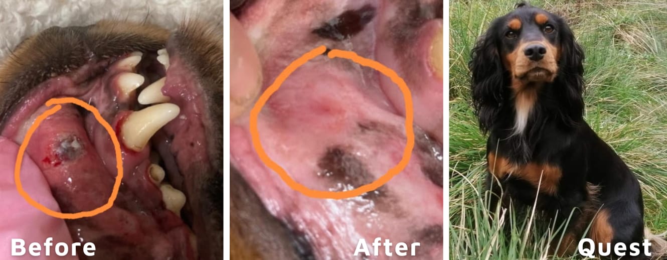Customer photo review of Pet Probiotic Dental Care - 100ml Spray