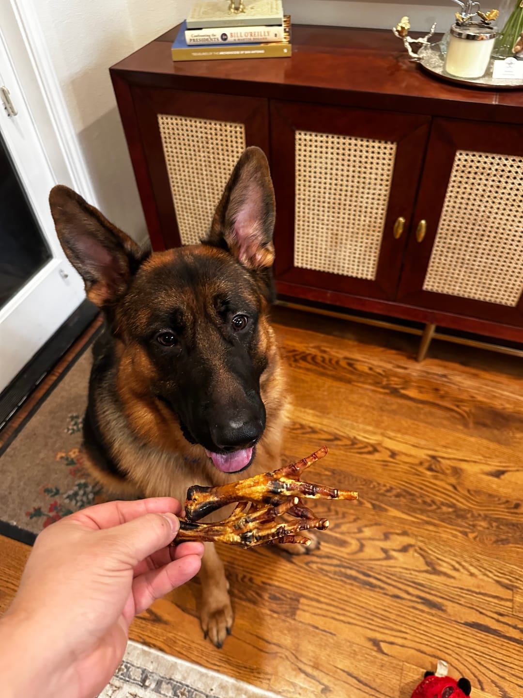 Customer photo review of Chicken Feet for Dogs
