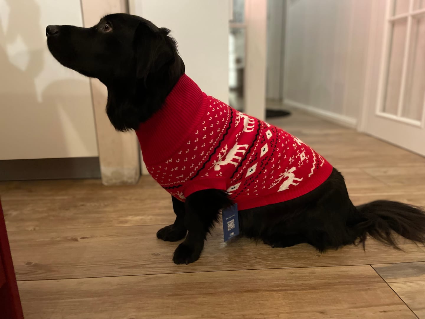 Customer photo review of Knit Christmas Dog Sweater - Dasher Red