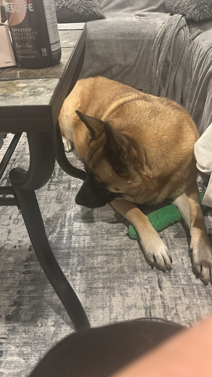 Customer photo review of 10-12 Inch Champion Chew