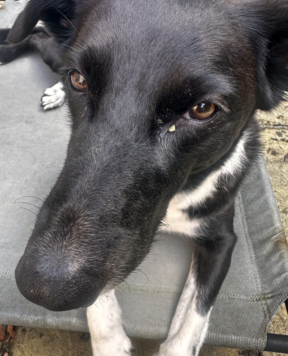 Customer photo review of Pet Probiotic Eye Care - 100ml Spray