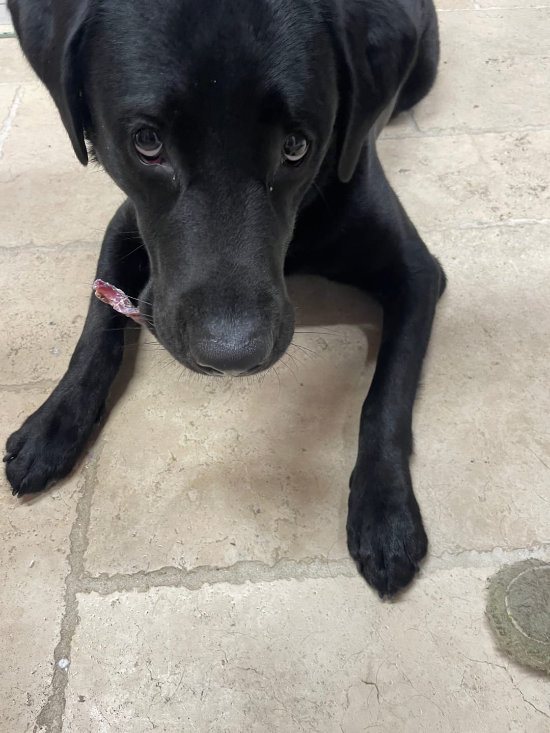 Customer photo review of 6 Inch Thick Braided Bully Stick