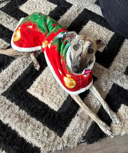 Customer photo review of Sighthound Christmas Tree Warm Fleece Coat / Jumper