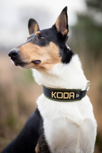 Customer photo review of Neoprene Half-Check Dog Collar with Name - L | 4Kyon