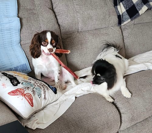 Colleen G. review of 12 Inch Standard Bully Stick image 1 out of 1