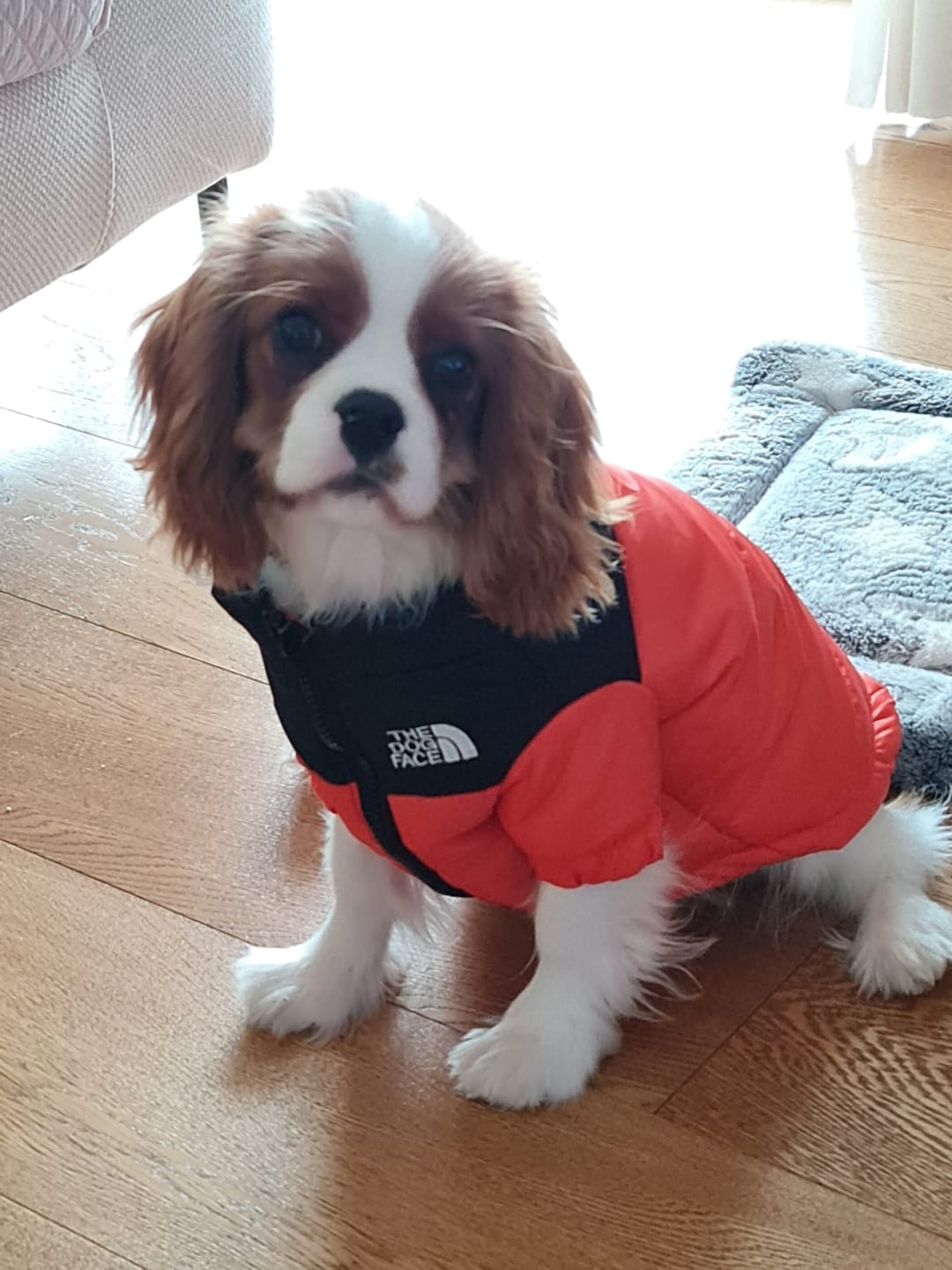 Customer photo review of The Dog Face Piumino
