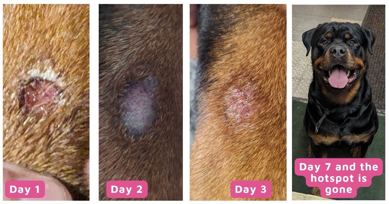 Customer photo review of Pet Probiotic Dermo Care - 100ml Spray