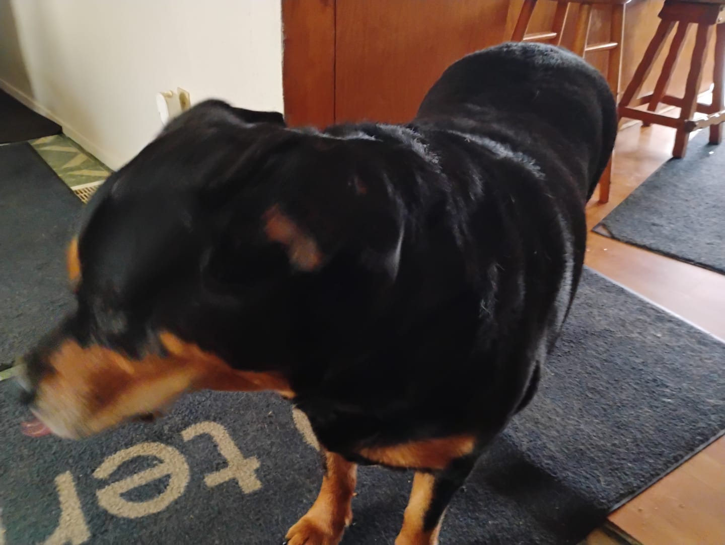Customer photo review of DOLORES (Douleur) pour chiens et chats