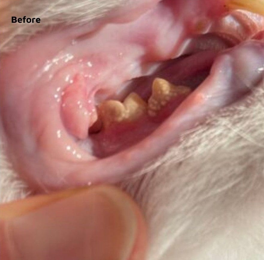 Customer photo review of Pet Probiotic Dental Care - 100ml Spray