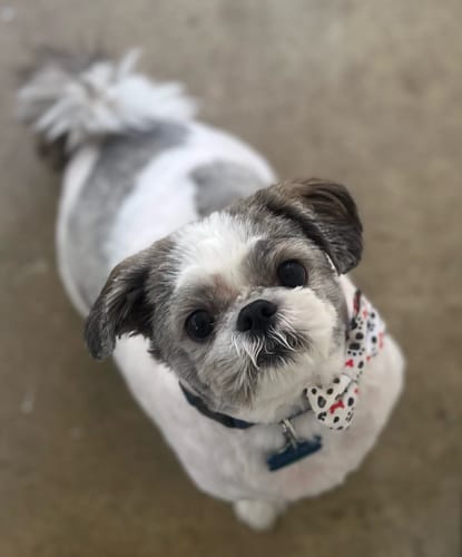 Customer photo review of Tummy Essentials