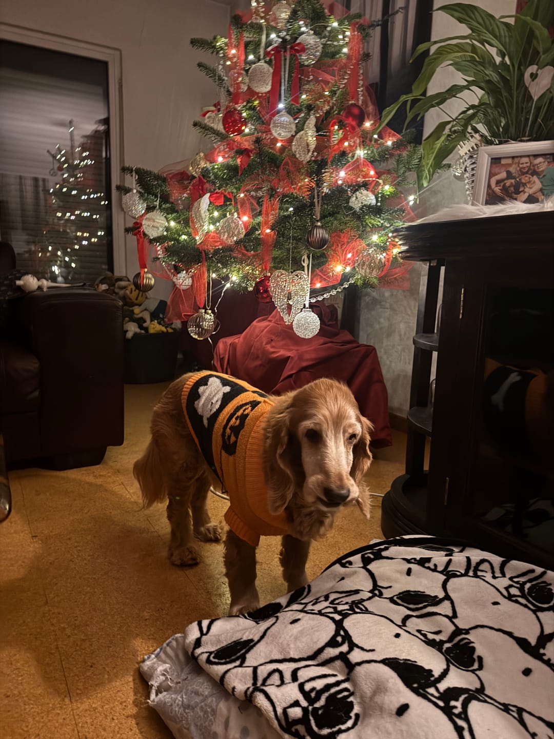 Customer photo review of Oneisall LM2 7-in-1 Pet Grooming Vacuum Kit