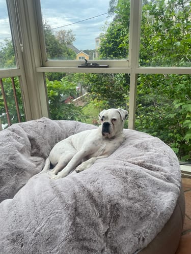 Customer photo review of XXL Luxury Dog Bed - Interior/Outdoor
