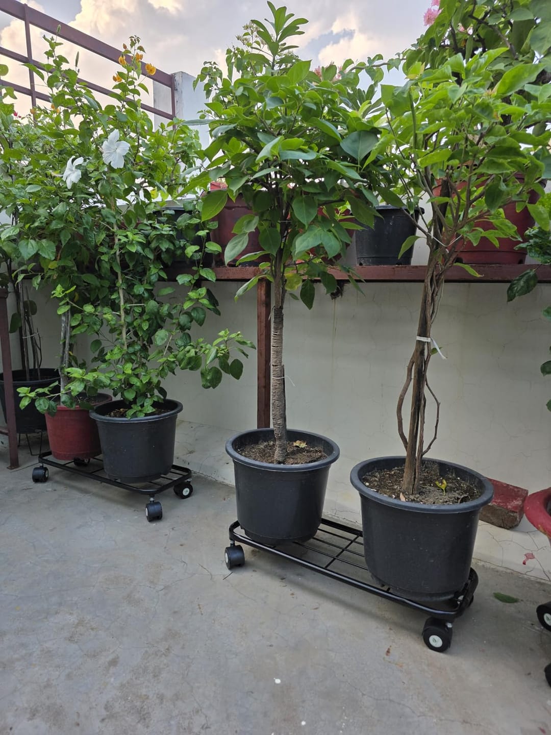 Customer photo review of TryGreen Ivy Wheel Rolling Plant Stand for Planters