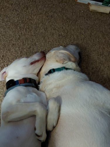 Customer's two happy yellow labs sleeping and cuddling on a brown carpet.