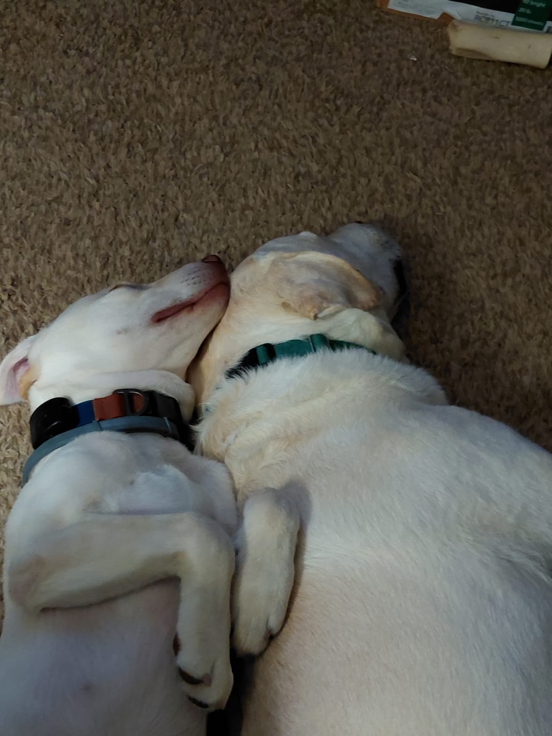 Customer photo review of 6 Inch Thick Bully Stick
