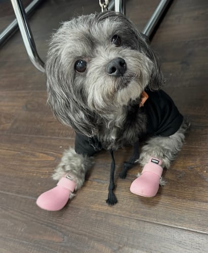 Customer photo review of WagWellie® Single