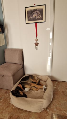 Customer photo review of Cover Boucle Teddy Panna