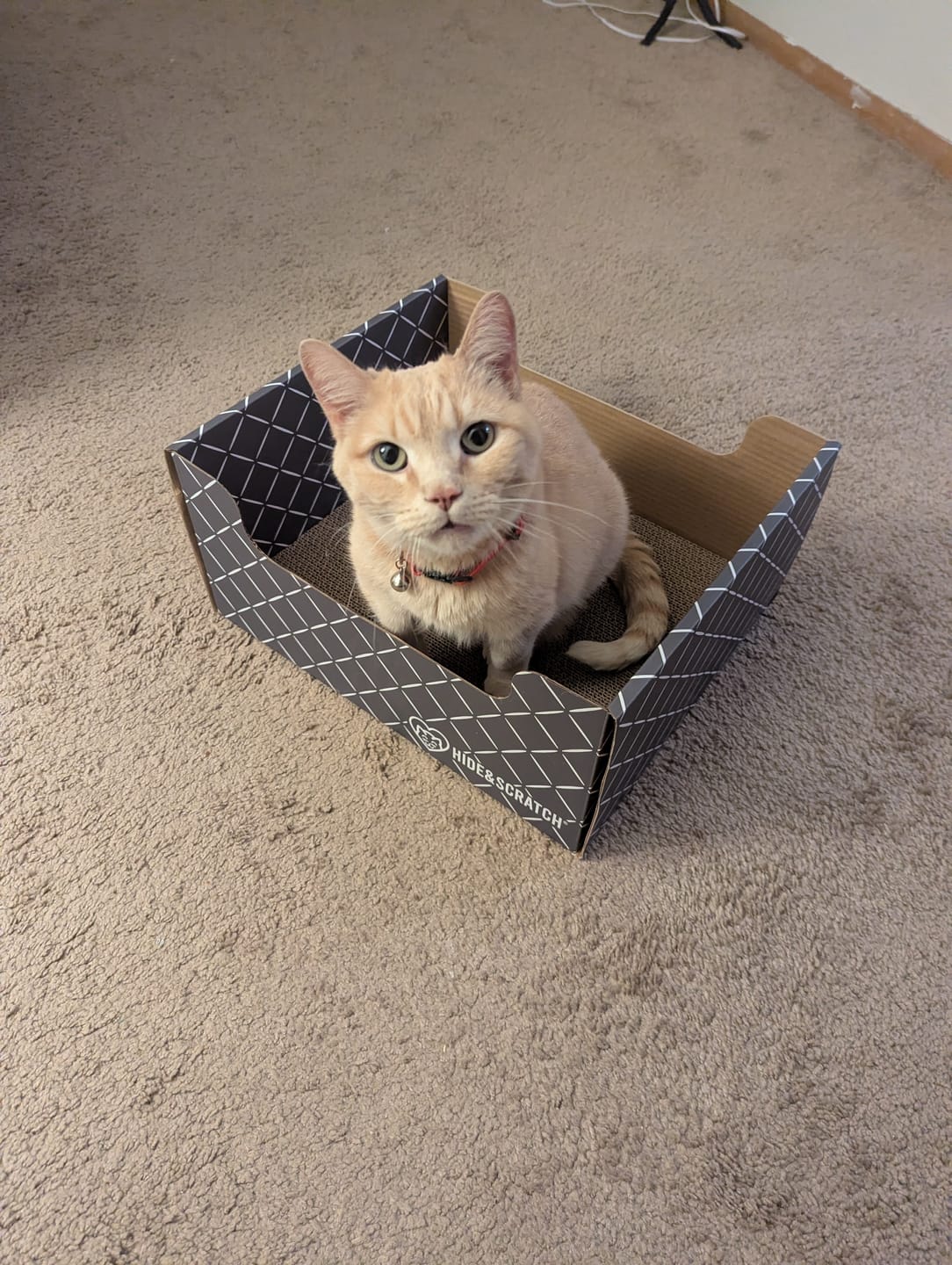 Customer photo review of Hide & Scratch Extra-Large Cat Scratcher Box