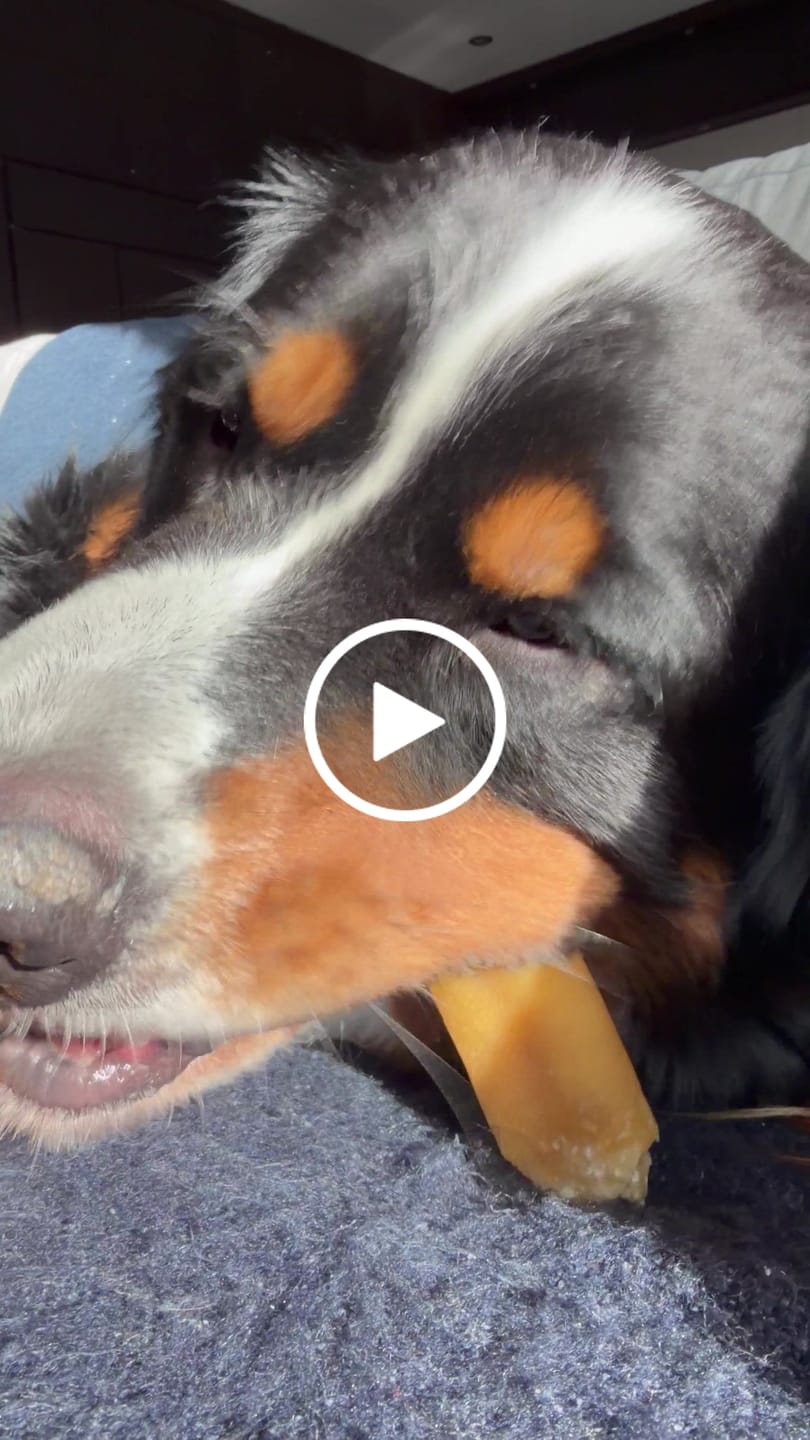 Customer video review of Himalayan Yak Chew (EXTRA LARGE)