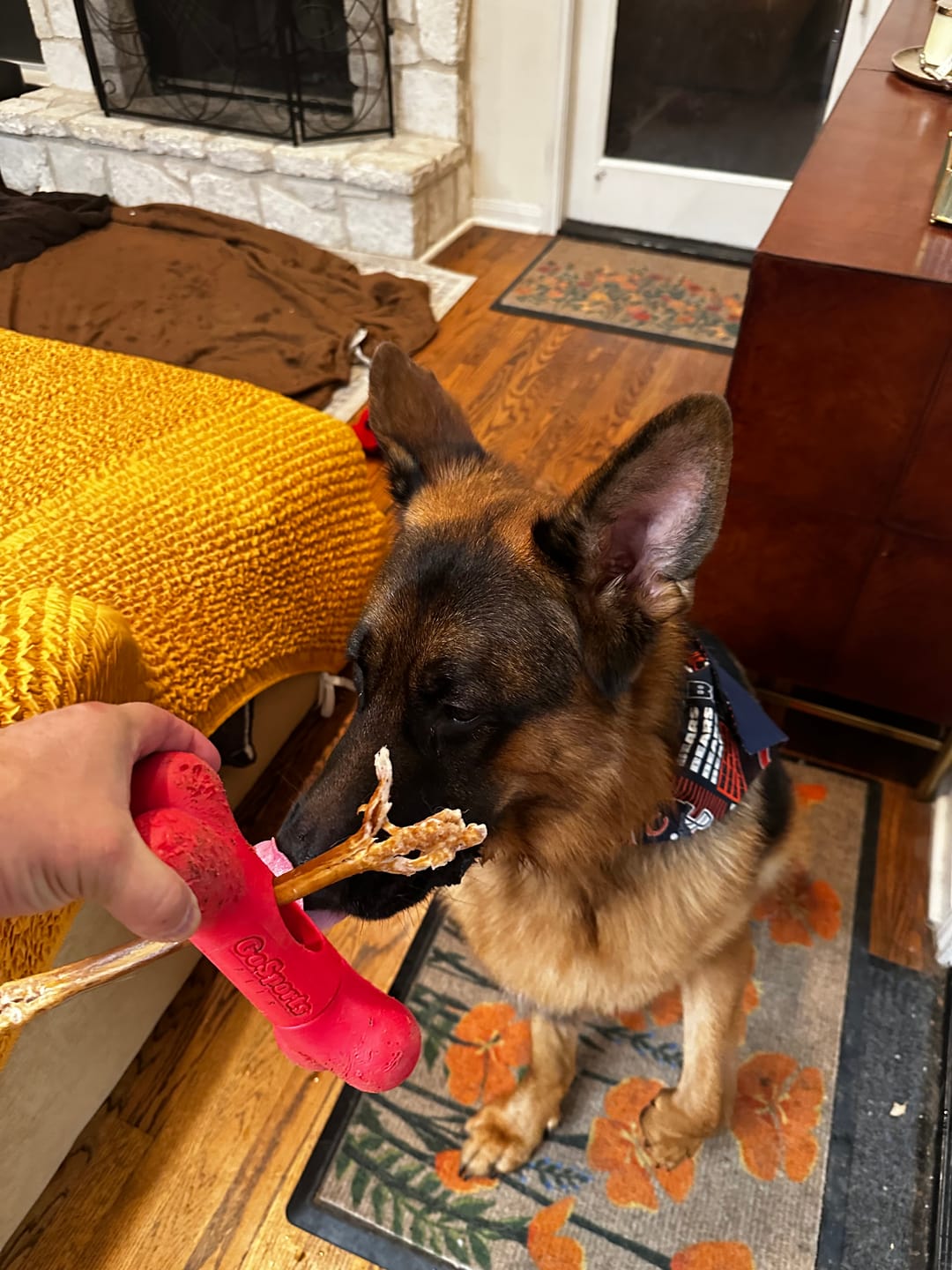 Customer photo review of 12 Inch Beef Collagen Sticks