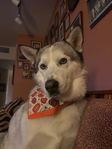 Customer photo review of Tummy Essentials Digestive Chews