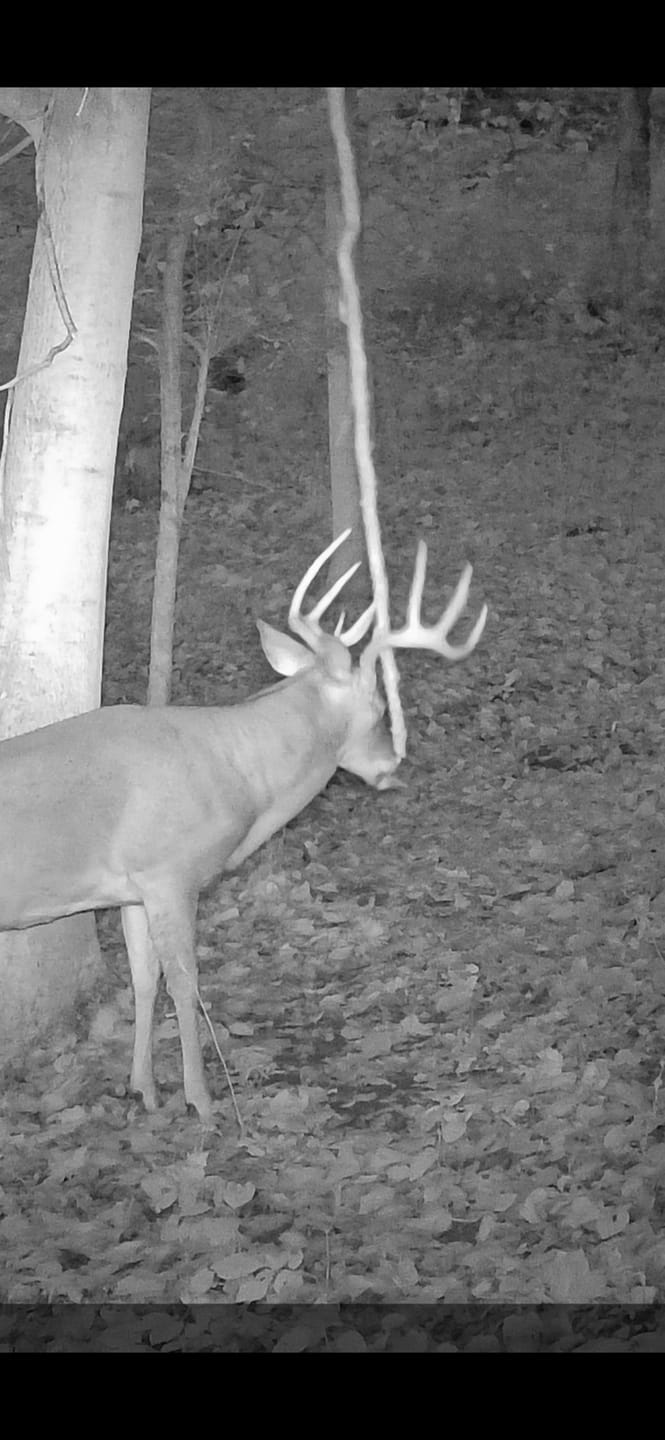 Customer photo review of GardePro X66 Pro Cellular Trail Camera-(USA/CA Model)